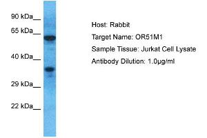 Host: Rabbit Target Name: OR51M1 Sample Type: Jurkat Whole Cell lysates Antibody Dilution: 1. (OR51M1 anticorps  (C-Term))