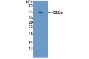 Detection of Recombinant DEFa1B, Human using Polyclonal Antibody to Defensin Alpha 1B (DEFa1B) (DEFA1B anticorps  (AA 20-94))