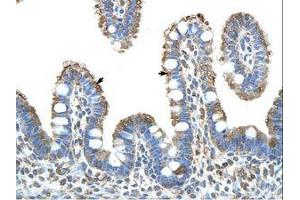 anti-MYC Induced Nuclear Antigen (MINA) (N-Term) antibody