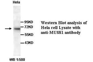Image no. 1 for anti-MUS81 Endonuclease Homolog (MUS81) (C-Term) antibody (ABIN791077) (MUS81 anticorps  (C-Term))