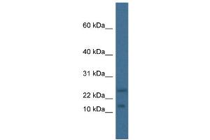 WB Suggested Anti-Mafk Antibody   Titration: 1. (MAFK anticorps  (N-Term))