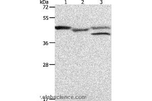 Western blot analysis of K562 cell and mouse heart tissue, MCF7 cell, using PSMD6 Polyclonal Antibody at dilution of 1:900