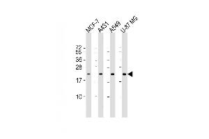 Lane 1: MCF-7, Lane 2: A431, Lane 3: A549, Lane 4: U-87MG cell lysate at 20 µg per lane, probed with bsm-51357M RAB13 (3250CT845. (RAB13 anticorps)