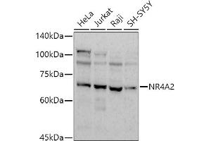 Western blot analysis of extracts of various cell lines, using (ABIN7269020) at 1:1000 dilution. (NR4A2 anticorps)
