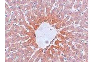 Immunohistochemical staining of rat liver tissue with 5 ug/mL AGTR2 polyclonal antibody . (Angiotensin II Type 2 Receptor anticorps  (Internal Region))