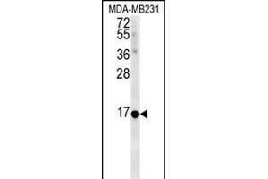Neuromedin B anticorps  (AA 15-42)