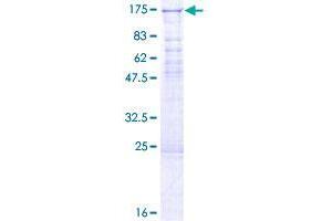 Image no. 1 for Euchromatic Histone-Lysine N-Methyltransferase 1 (EHMT1) (AA 1-808) protein (GST tag) (ABIN1352475)