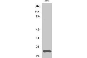 Western Blot (WB) analysis of A549 cells using Claudin-5 Polyclonal Antibody.