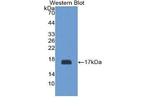 Western Blotting (WB) image for anti-Glycoprotein Ib (Platelet), beta Polypeptide (GP1BB) (AA 53-176) antibody (ABIN1868212)