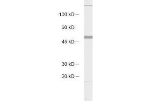 Western Blotting (WB) image for anti-Synaptotagmin XI (SYT11) (AA 70-154) antibody (ABIN1742530) (SYT11 anticorps  (AA 70-154))