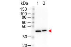 Western Blot of Mouse anti-N-Term Beta Actin Monoclonal Antibody. (beta Actin anticorps  (N-Term))