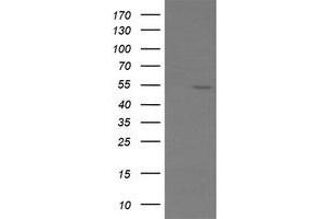Image no. 4 for anti-ERG, ETS transcription factor (ERG) antibody (ABIN1498076)