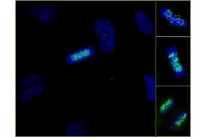 Immunofluorescence (IF) image for anti-ZW10 Interactor (ZWINT) (C-Term) antibody (ABIN7448923) (ZWINT anticorps  (C-Term))