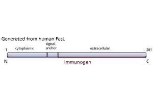 Image no. 2 for anti-Fas Ligand (TNF Superfamily, Member 6) (FASL) antibody (ABIN967520) (FASL anticorps)