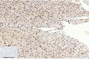 Immunohistochemical analysis of paraffin-embedded mouse heart tissue.