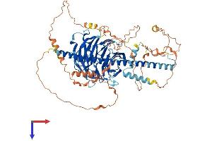 AlphaFold protein structure predicition of Human Recombinant STRN4 Protein, UniprotID Q9NRL3