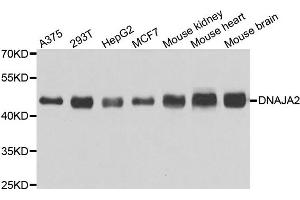 Western blot analysis of extracts of various cell lines, using DNAJA2 antibody.