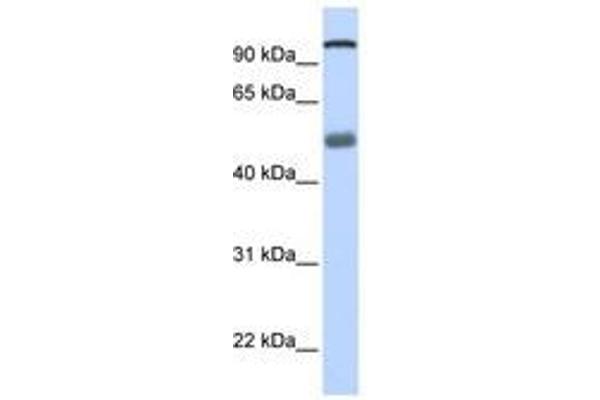 DHX32 anticorps  (N-Term)