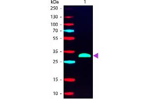 Western blot of Phycoerythrin conjugated Goat F(ab’)2 Anti-Human IgG F(c) Pre-Adsorbed secondary antibody. (Chèvre anti-Humain IgG (Fc Region) Anticorps (PE) - Preadsorbed)
