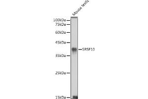 Western blot analysis of extracts of Mouse testis, using SRSF10 antibody (ABIN7270214) at 1:1000 dilution. (SRSF10 anticorps)