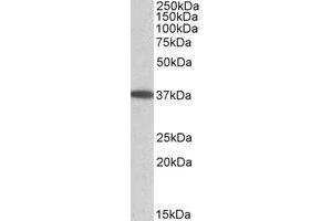 AP21515PU-N MOGAT2 Antibody staining of Human Duodenum lysate at 0. (MOGAT2 anticorps  (Internal Region))