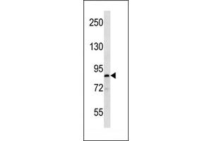 Western blot analysis in T47D cell line lysates (35ug/lane). (MARK1 anticorps  (C-Term))