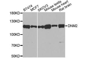 Western blot analysis of extracts of various cell lines, using DNM2 antibody (ABIN5970189) at 1/500 dilution. (DNM2 anticorps)