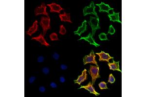 ABIN6265404 and ABIN6273174 staining Hela cells by IF/ICC. (Syntaxin 16 anticorps  (N-Term))