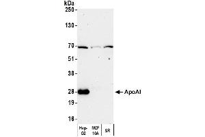 Western Blotting (WB) image for anti-Apolipoprotein A-I (APOA1) antibody (HRP) (ABIN7449327)