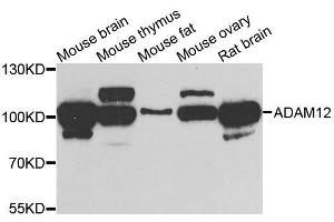 Western blot analysis of extracts of various cell lines, using ADAM12 antibody. (ADAM12 anticorps  (AA 589-738))