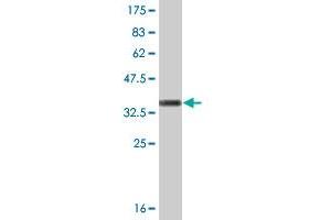 Western Blot detection against Immunogen (36.