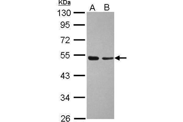 TAF7 Antikörper  (Center)