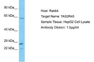 Host: Rabbit Target Name: TAS2R45 Sample Type: HepG2 Whole Cell lysates Antibody Dilution: 1. (TAS2R45 anticorps  (C-Term))
