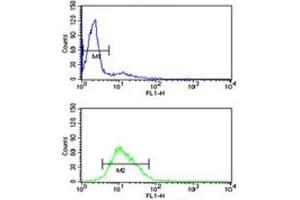 RAN antibody flow cytometry analysis of HL-60 cells (green) compared to a negative control (blue).
