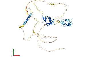AlphaFold protein structure predicition of Human Recombinant NFATC2IP Protein, UniprotID Q8NCF5
