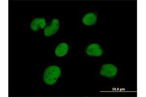 Immunofluorescence of purified MaxPab antibody to ZNF490 on HeLa cell. (ZNF490 anticorps  (AA 1-529))