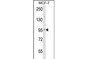 Western blot analysis of JUP Antibody (C-term) (ABIN652942 and ABIN2842601) in MCF-7 cell line lysates (35 μg/lane). (JUP anticorps  (C-Term))