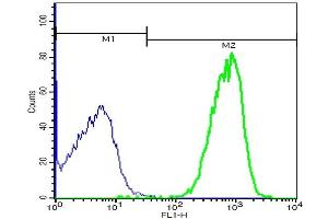 Mouse hepatocytes probed with Rabbit Anti-ATP7B Polyclonal Antibody, FITC Conjugated (ABIN733440) at 1:100(green) for 40 minutes compared to control cells (blue)