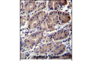 RNF5 Antibody (Center) (ABIN656373 and ABIN2845669) immunohistochemistry analysis in formalin fixed and paraffin embedded human stomach tissue followed by peroxidase conjugation of the secondary antibody and DAB staining. (RNF5 anticorps  (AA 65-94))