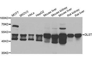 Western blot analysis of extracts of various cell lines, using DLST antibody.
