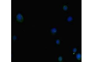 Immunofluorescent analysis of MCF-7 cells using ABIN7155286 at dilution of 1: 100 and Alexa Fluor 488-congugated AffiniPure Goat Anti-Rabbit IgG(H+L)