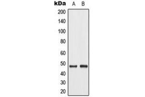 Western blot analysis of c-Jun (pT93) expression in A549 UV-treated (A), NIH3T3 UV-treated (B) whole cell lysates. (C-JUN anticorps  (pSer93))