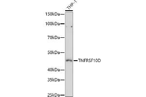 Western blot analysis of extracts of THP-1 cells, using TNFRSF10D antibody (ABIN6127587, ABIN6149306, ABIN6149308 and ABIN6221737) at 1:1000 dilution.