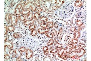 Immunohistochemistry (IHC) analysis of paraffin-embedded Human Kidney, antibody was diluted at 1:200. (EMR2 anticorps  (Internal Region))