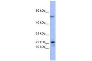 Image no. 1 for anti-phospholipase A2, Group V (PLA2G5) (C-Term) antibody (ABIN6741644)
