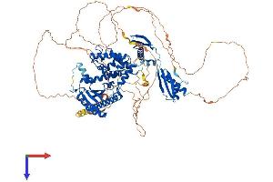 AlphaFold protein structure predicition of Mouse Recombinant Ilf3 Protein, UniprotID Q9Z1X4