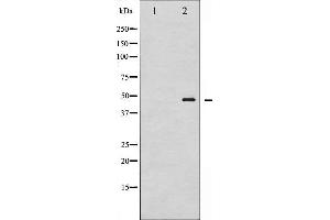 Western blot analysis of GATA1 phosphorylation expression in K562 whole cell lysates,The lane on the left is treated with the antigen-specific peptide. (GATA1 anticorps  (pSer142))