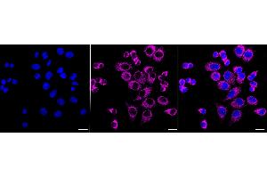 Immunocytochemical staining of HepG2 cells with G-rich RNA sequence binding factor 1 antibody (ABIN7798678), 1:1,000). (Recombinant GRSF1 anticorps)