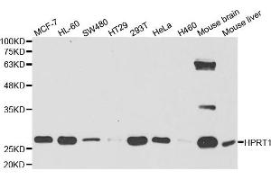 Western Blotting (WB) image for anti-Hypoxanthine phosphoribosyltransferase 1 (HPRT1) antibody (ABIN1876893) (HPRT1 anticorps)