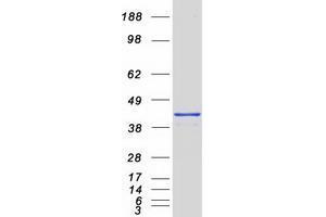 Validation with Western Blot